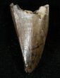 Tyrannosaur Premax Tooth (Aublysodon) - Montana #14939-1